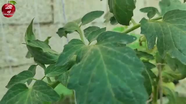 آیا روش تکثیر گوجه فرنگی یا بادمجان رومی از ساقه امکان پذیر است یا نه؟