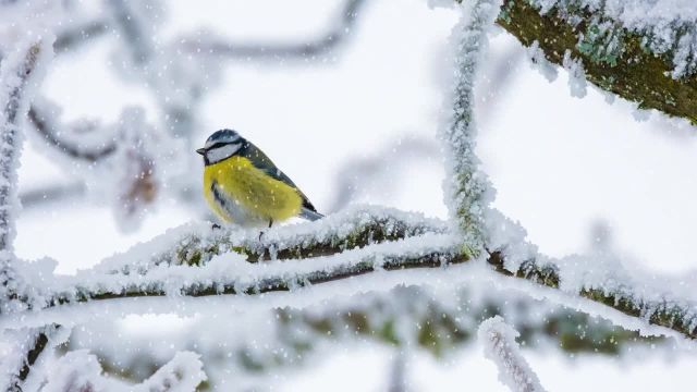 استوک فوتیج طبیعت زمستانی آرامش بخش | فیلم رایگان