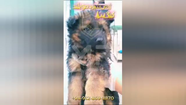سگ ژرمن شپرد شولاین مو بلند