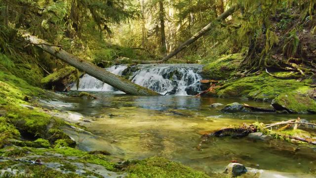 8 ساعت ملودی‌ های آرام آبشار و آواز پرندگان در جنگل بهار کانادا
