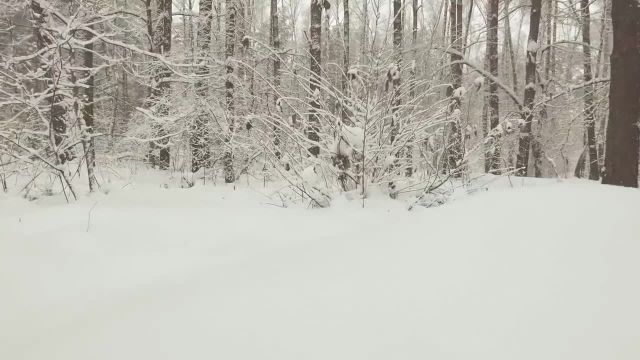 فیلم هوایی جنگل زمستانی همراه با موسیقی 4K (Ultra HD)