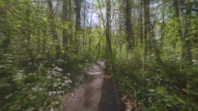 منظره پیاده روی تابستانی در جنگل با صداهای طبیعت قسمت 4 | تریلر 42