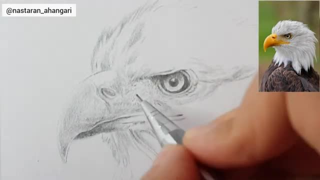 طراحی عقاب | آموزش طراحی حیوانات با مداد