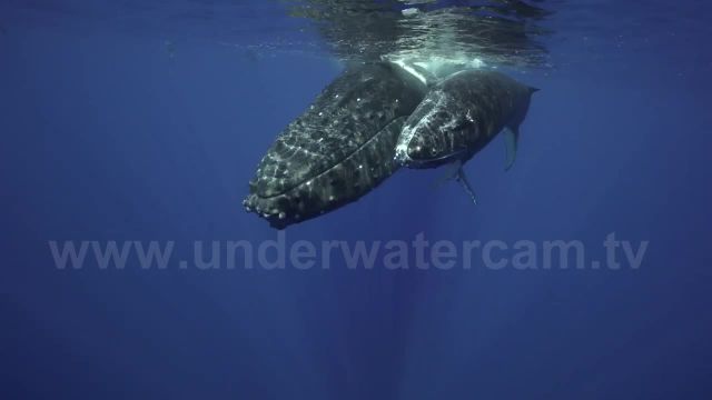 فیلم نهنگ های گوژپشت | رصد مادر و فرزند با دوربین های زیر آب
