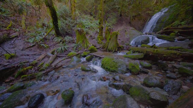 فیلم آرامش بخش با مناظر زیبایی از آب و جنگل | تریلر 17
