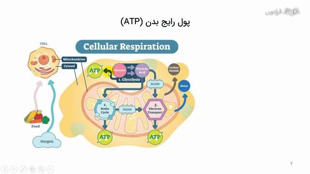 آموزش متابولیسم و فرآیندهای کاتابولیک + مرور و حل تست کنکور ارشد