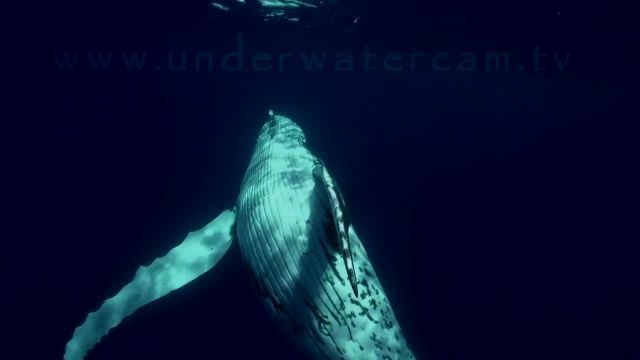 یک دقیقه با نهنگ های گوژپشت در تاهیتی