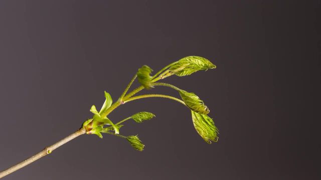 تایم لپس جوانه زدن گیاه با کیفیت 4K | استوک فوتیج رایگان