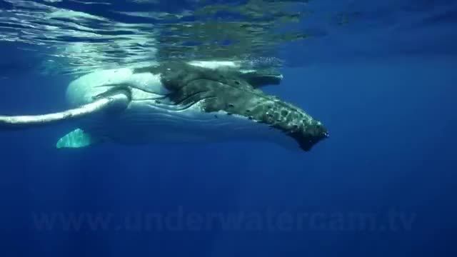 اواز نهنگ های عنبر | مدیتیشن با نهنگ ها | فیلمبرداری زیر آب با کیفیت دوربین 4k