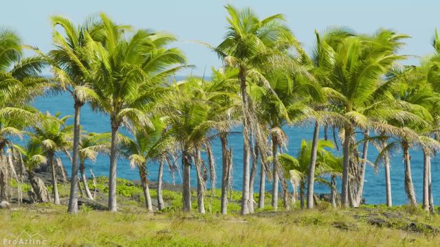 8 ساعت امواج اقیانوس هاوایی | نمایی از درختان نخل گرمسیری در ساحل اقیانوس | قسمت 2