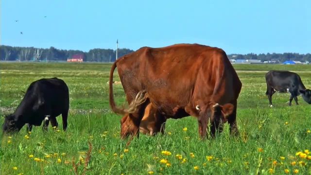 استوک فوتیج مزرعه | زندگی روستایی | ویدئو HD رایگان