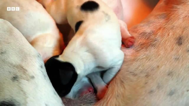 غریزه بقا توله سگ های تازه متولد شده را به سمت مادر می کشاند