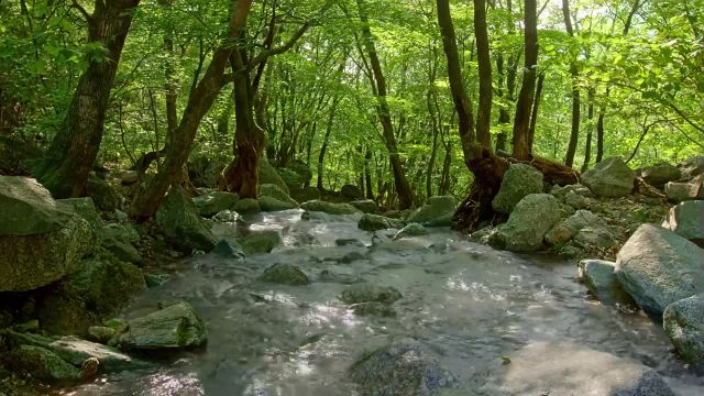 دره جنگلی با صدای جریان آرام آب | 8 ساعت صدای طبیعت برای خواب