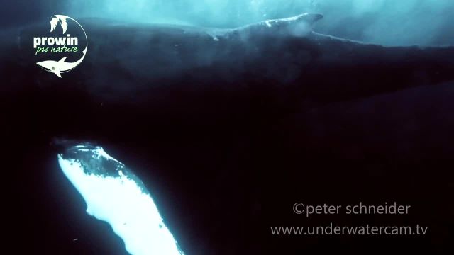فوتیج شگفت انگیز حیوانات زیر آب (نمای نزدیک)