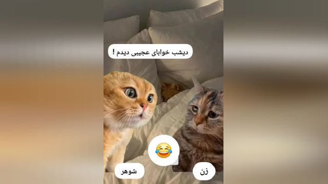 گوربه اینطری دیدی حرف بزنه یا کتک بزنه