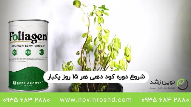 تایملپس نجات دادن گیاه درحال مرگ | خرید بهترین کود برای گیاهان خانگی