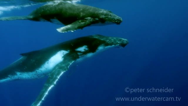 تماشای نهنگ ها - مواجهه با نهنگ های عنبر در تاهیتی