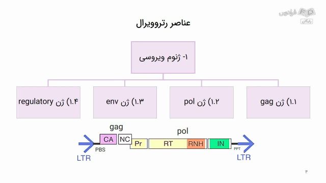 آموزش زیست شناسی مولکولی پیشرفته - توالی تکراری در ژنوم عناصر رتروویرال
