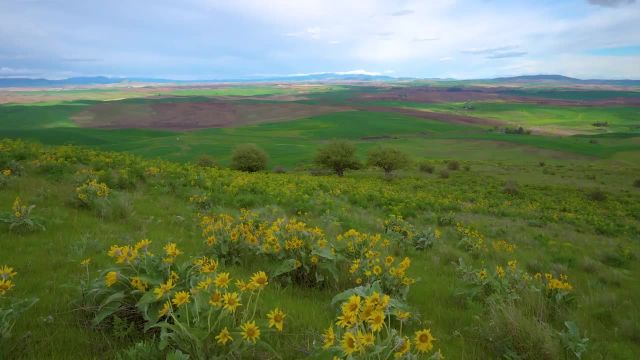 گلهای زرد 4K (Ultra HD) | گلهای بهاری در پارک ایالتی Steptoe Butte