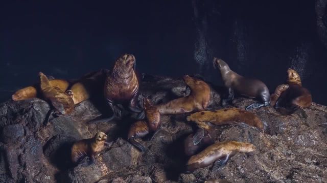 غار شیر دریایی با کیفیت 4K - حیات وحش اورگان