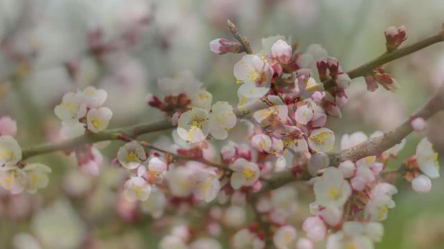 شکوفه های درخت زردآلو در فصل بهار