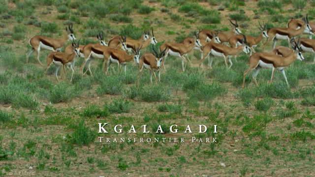پارک ملی کالاگادی در آفریقای جنوبی - کلیپ حیات وحش 4K