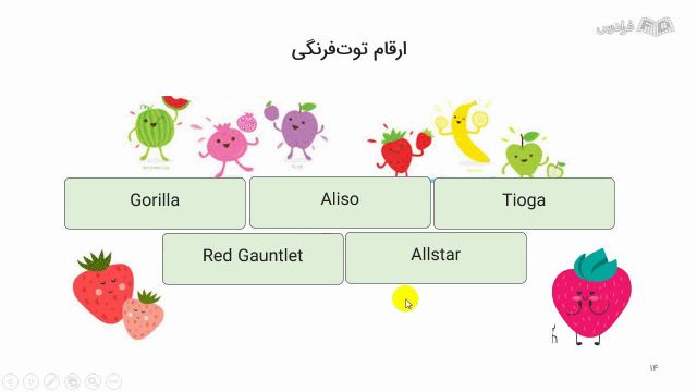 آموزش کاشت توت فرنگی از (پرورش تا برداشت)