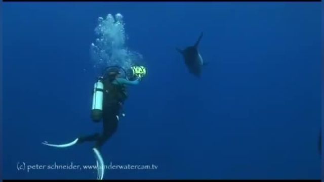 پری دریایی - ریچل کامپرگ در حال رقص با دلفین