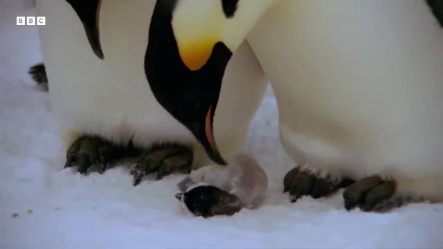 مبارزه برای تغذیه بچه پنگوئن ها