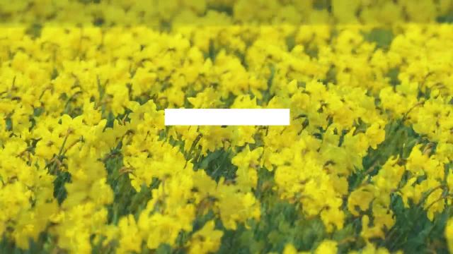 گل های نرگس دره اسکاگیت | قسمت دوم | ویدیوی 4K UHD بهار