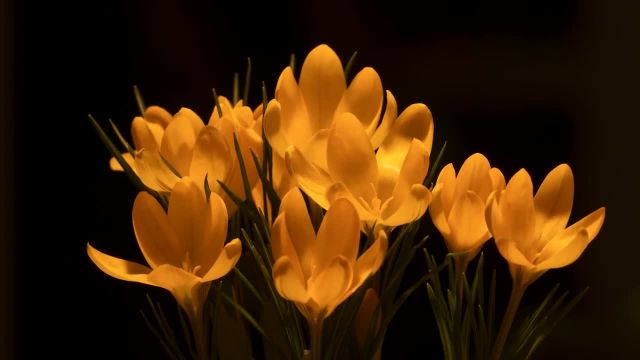 تایم لپس شکوفه دادن گل 4K | ویدیو HD