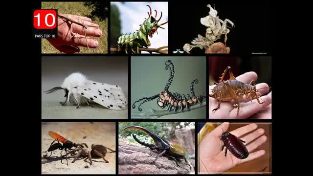 کنترل حشرات با ترکیب حشره کش برقی و امواج صوتی