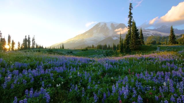 منظره گل های وحشی کوه رینیر 4K - تریلر
