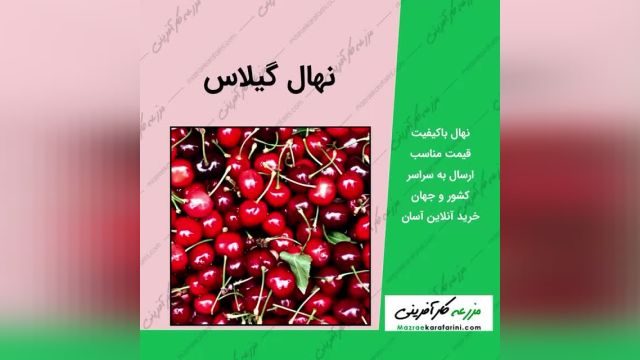 خرید و فروش ارقام نهال آلبالو - گیلاس و آلو 09915131382