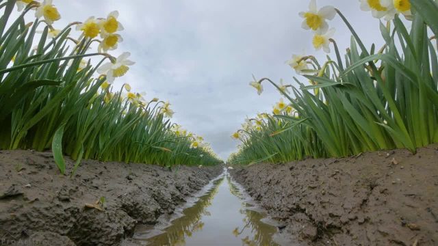 محیط آرام بهاری | منظره دیدنی و جذاب مزرعه نرگس پس از باران