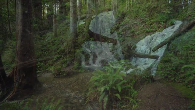 پیاده روی در جنگل مجازی 4K | پارک‌ های ملی و ایالتی ردوود (تریلر)