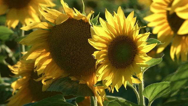مزارع آفتابگردان 4K Ultra HD - مناظر طبیعی زیبا با صداهای طبیعت