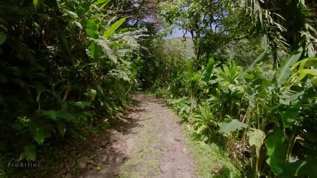 ویدیوی طبیعت گردی با صداهای واقعی طبیعت 4K - هاوایی