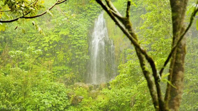 صدای آرامش بخش یک آبشار جنگلی، باران سیل آسا و رعد و برق | جنگل زیر باران استوایی