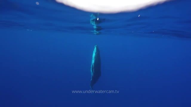 فوتیج استوک پرش نهنگ به خارج و داخل آب (رایگان)