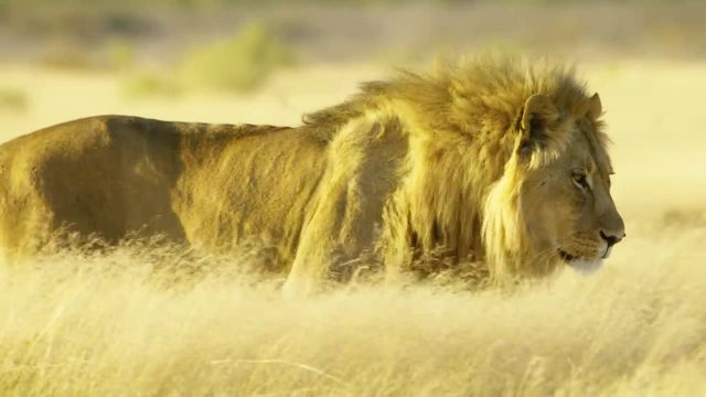 مستند حیات وحش آفریقا 5K - پارک ملی اتوشا، نامیبیا