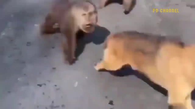 شکنجه وحشیانه بچه میمون ها توسط سگ ها