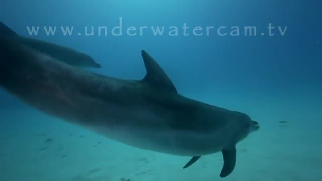 شنا و استراحت با دلفین ها توسط دوربین - نمایش رویاهای دلفین