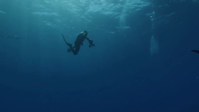 فیلم غواصی آزاد با کوسه های آبی در جزیره پیکو آزور
