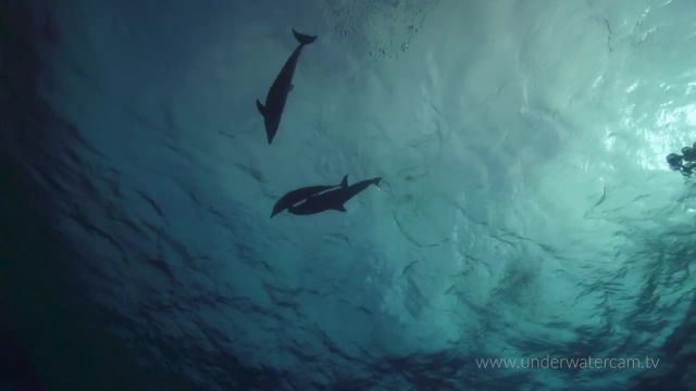 دلفین های شگفت انگیز - استوک فوتیج گونه مختلف دلفین