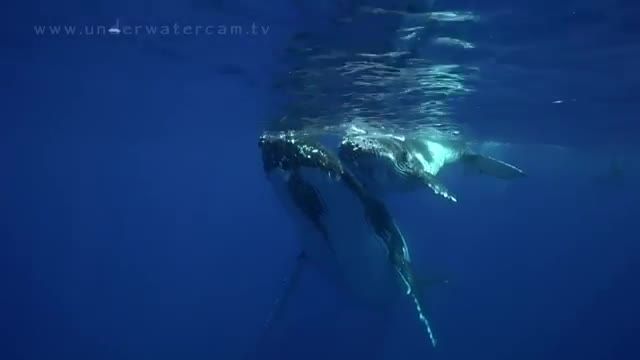 آرامش و مدیتیشن با نهنگ های گوژپشت در تاهیتی