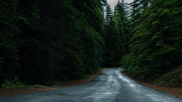 جاده جنگلی زیبا | شات سینمایی | استوک فوتیج رایگان