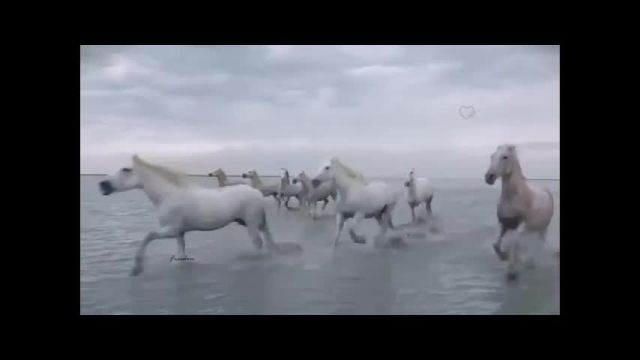 شیدای سیمرغ رضاکاکولوند