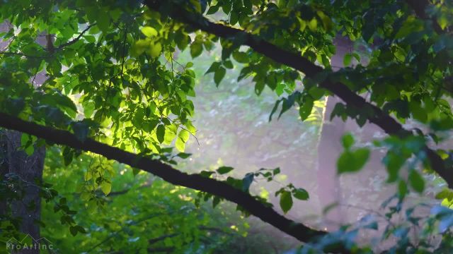 صدای آواز پرندگان شاد و با طراوت جنگل تابستانی + پرتوهای خورشید که از میان درختان می درخشند