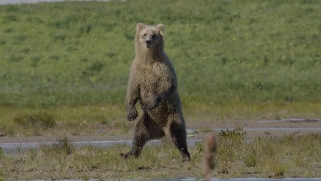 خرس قهوه ای وحشی در خلیج آتشفشان آلاسکا